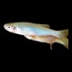 Turquoise Danio Small