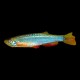 Turquoise Danio Small