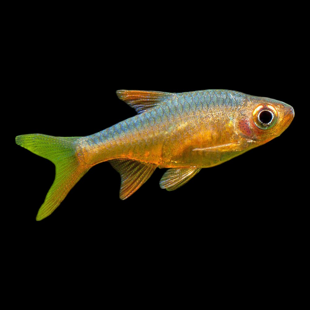 Vaterfloris Rasbora