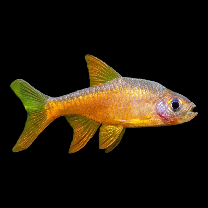 Vaterfloris Rasbora