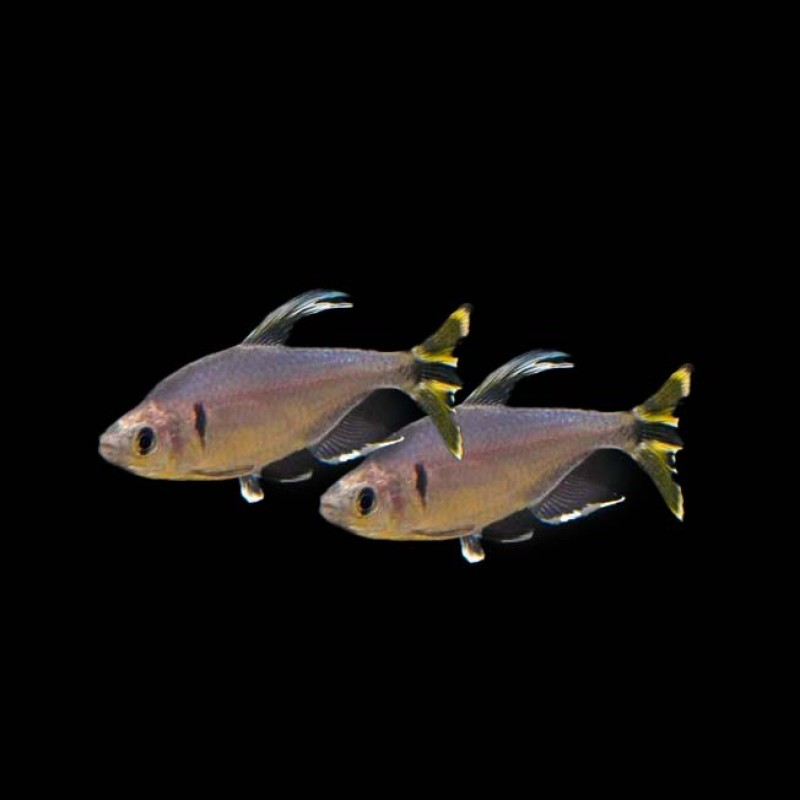 Yellow Tail Congo Tetra