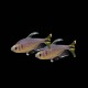 Yellow Tail Congo Tetra
