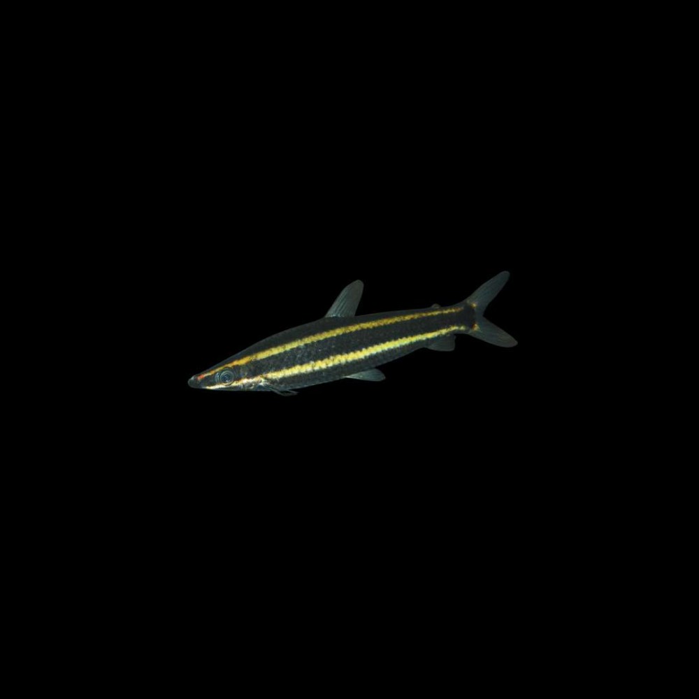 Anostomus ternetzi