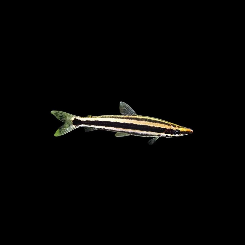 Anostomus ternetzi