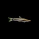 Anostomus ternetzi
