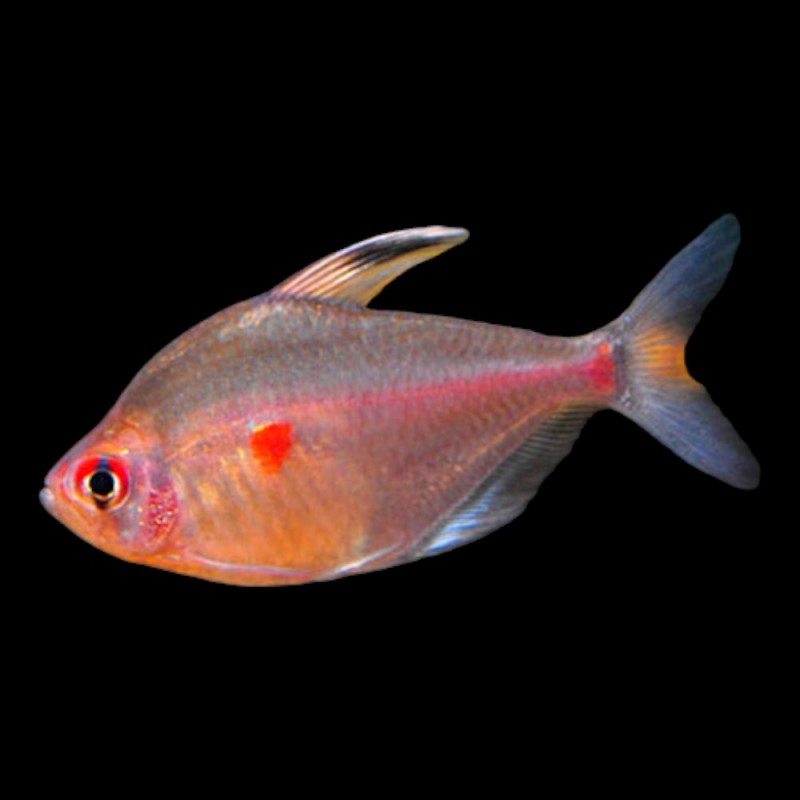 Bleeding Heart Tetra