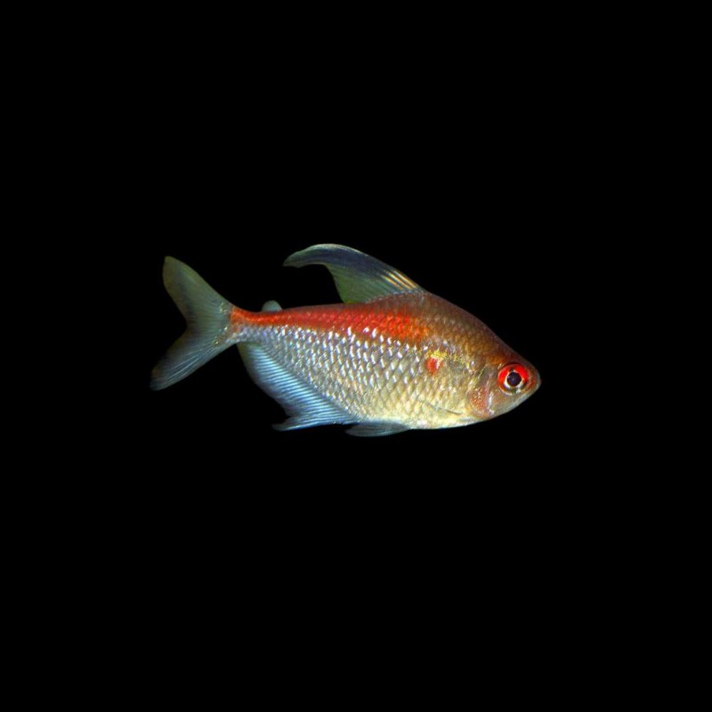 Flame Back Bleeding Heart Tetra