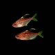 Flame Back Bleeding Heart Tetra