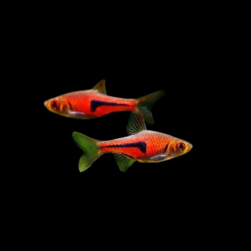 Espei Rasbora