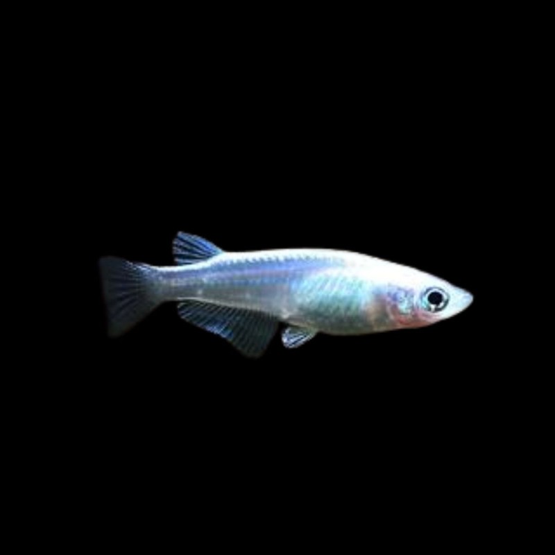 Rice Fish Platinum