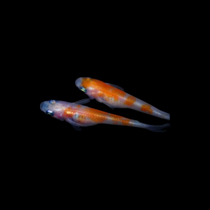 Rice Fish Koi