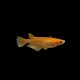 Rice Fish orange