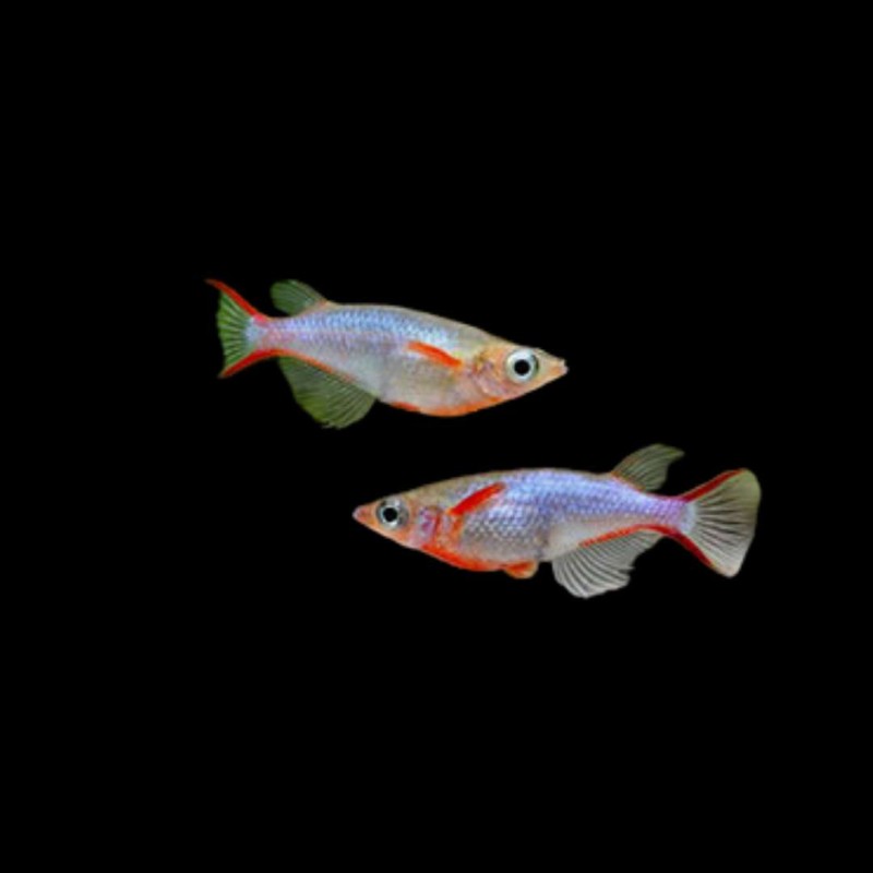 Rice Fish Neon Blue Woworae