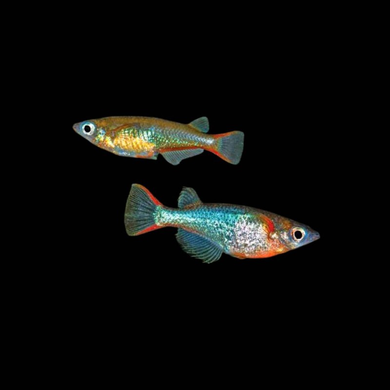 Rice Fish Neon Blue Woworae