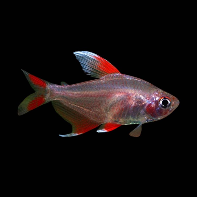 White Fin Ornatus Tetra