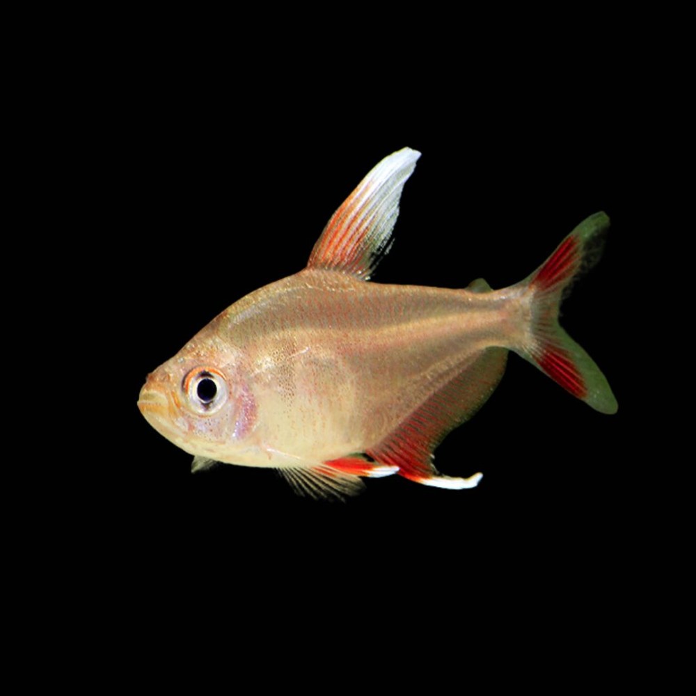 White Fin Ornatus Tetra