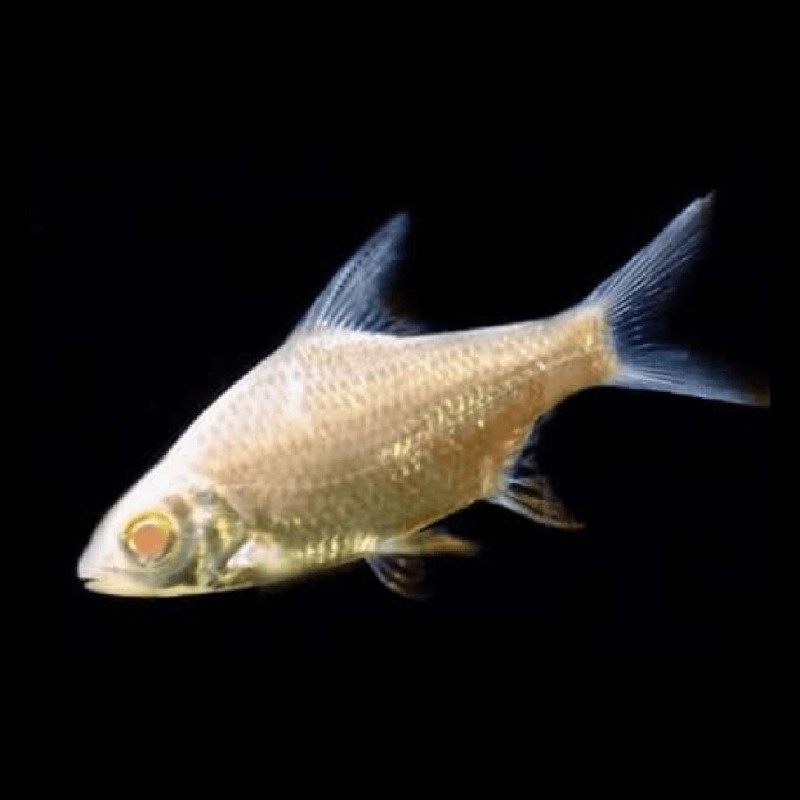 Albino Tinfoil Barb 
