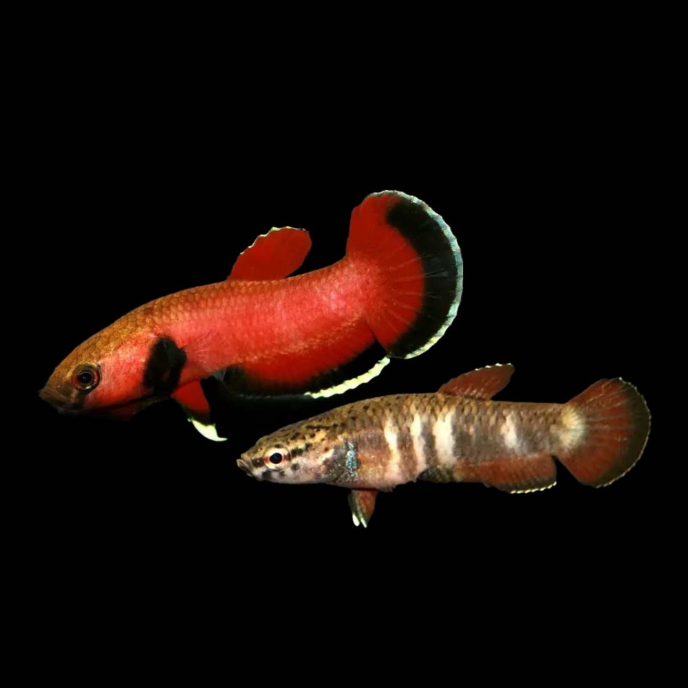 Betta Chanoides (pair)