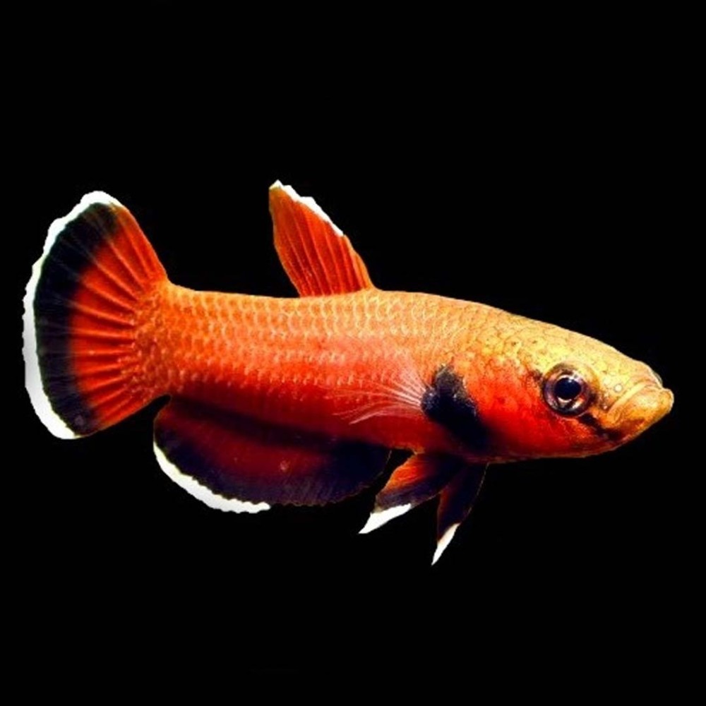 Betta Chanoides (pair)