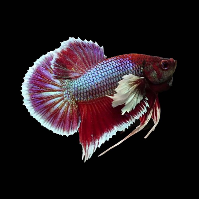 Dumbo Plakat Betta male
