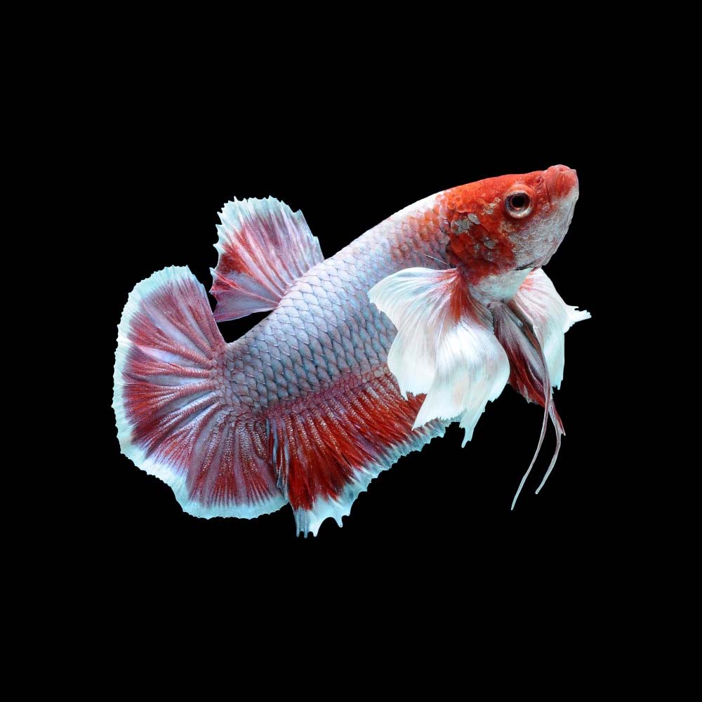 Dumbo Plakat Betta male