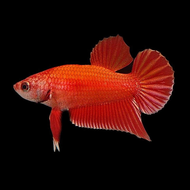 Plakat Betta male