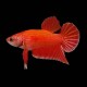Plakat Betta male
