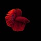 Red Mascot Super Delta Betta male