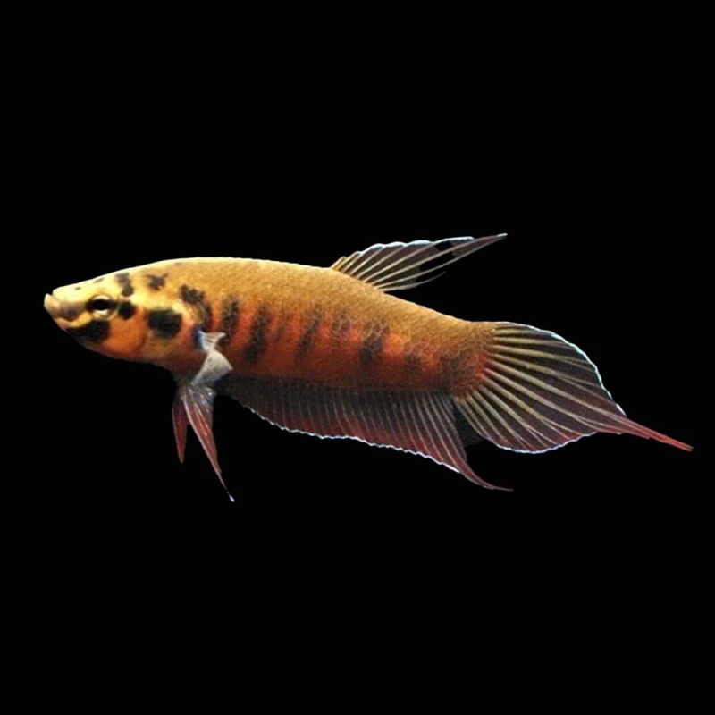 Rubra Betta (pair)