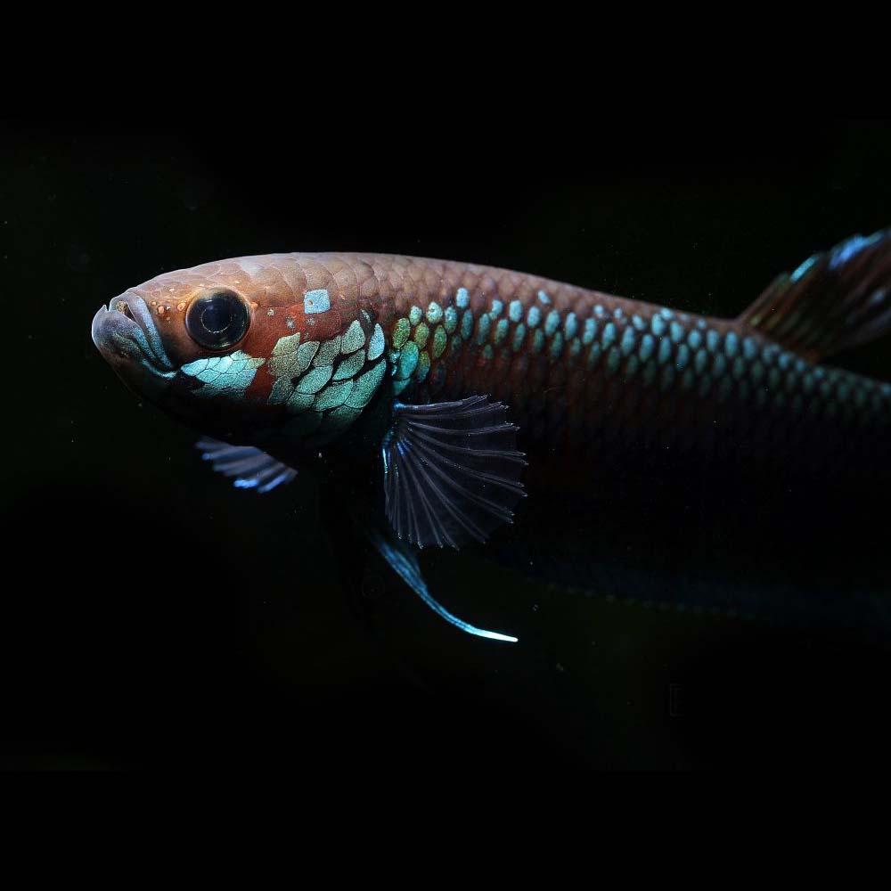 Betta Unimaculata (pair)