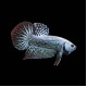 Alien Betta male