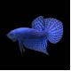 Alien Betta male
