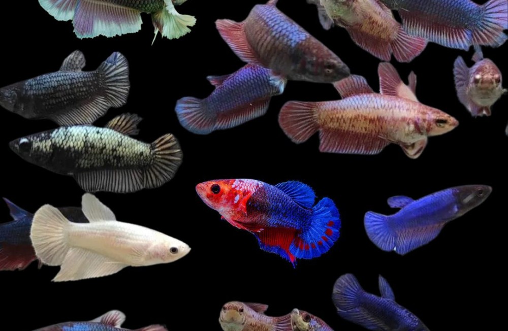 NEW LIVESTOCK IN STORE TODAY!!!