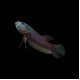 Betta Antuta (pair)