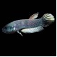 Betta Antuta (pair)