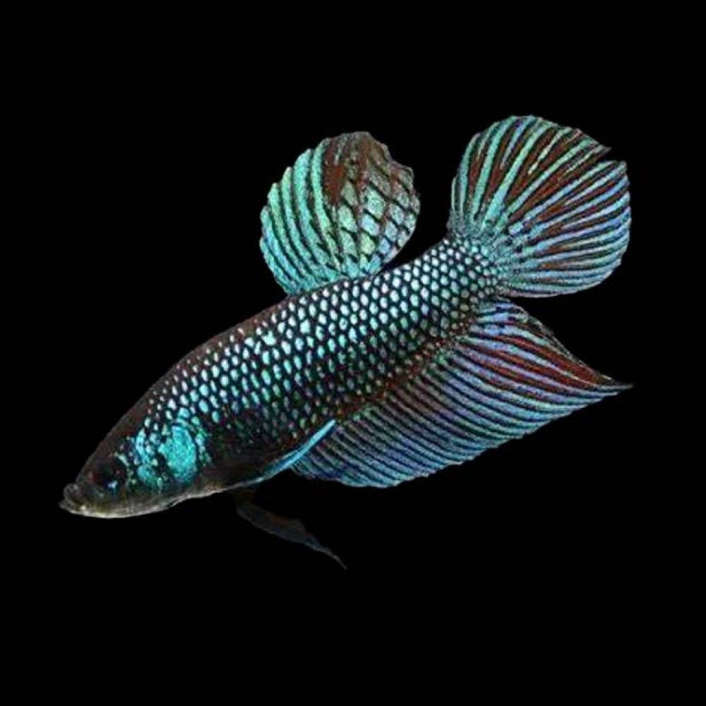 Betta Smaradigna male
