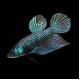 Betta Smaradigna male