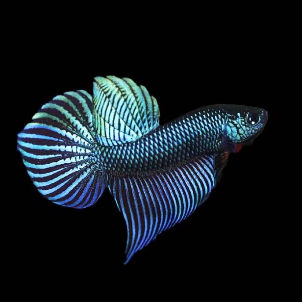Betta Smaradigna male