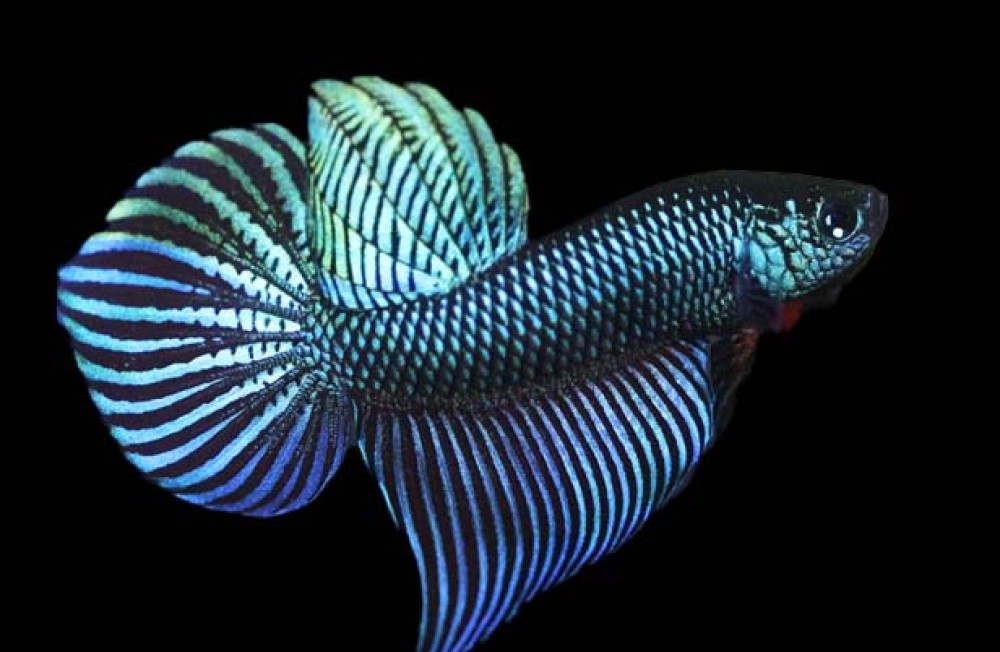 Check out the New Freshwater Fishes!