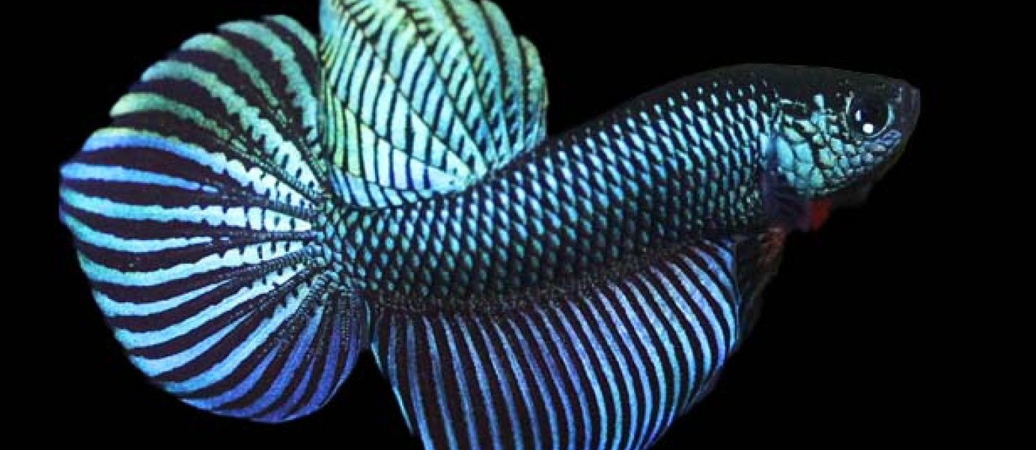 Check out the New Freshwater Fishes!