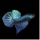 Betta Smaradigna male