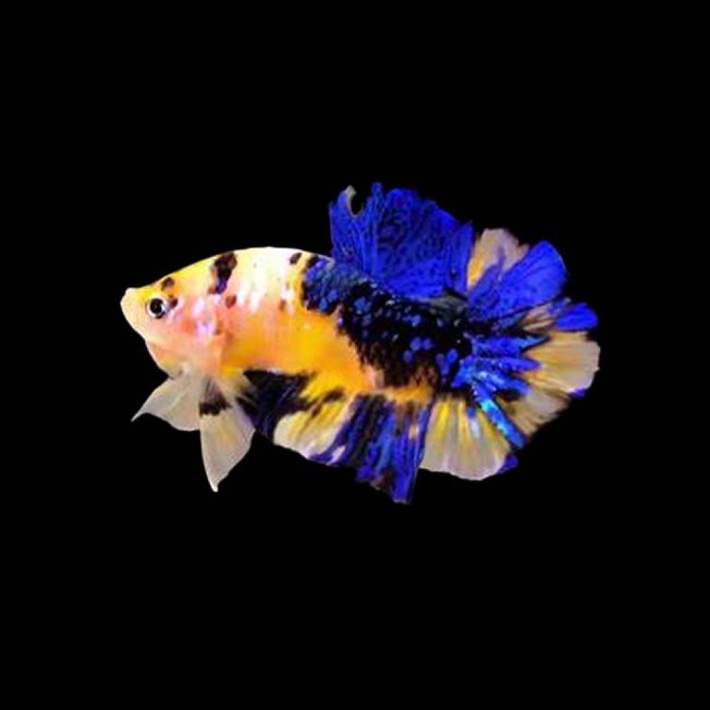 Betta Yellow Galaxy Super Delta Male