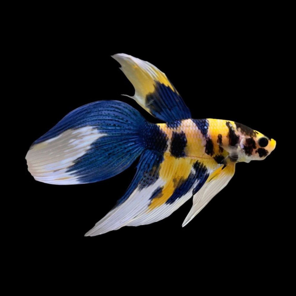 Yellow Koi Male Betta