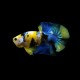 Yellow Koi Male Betta