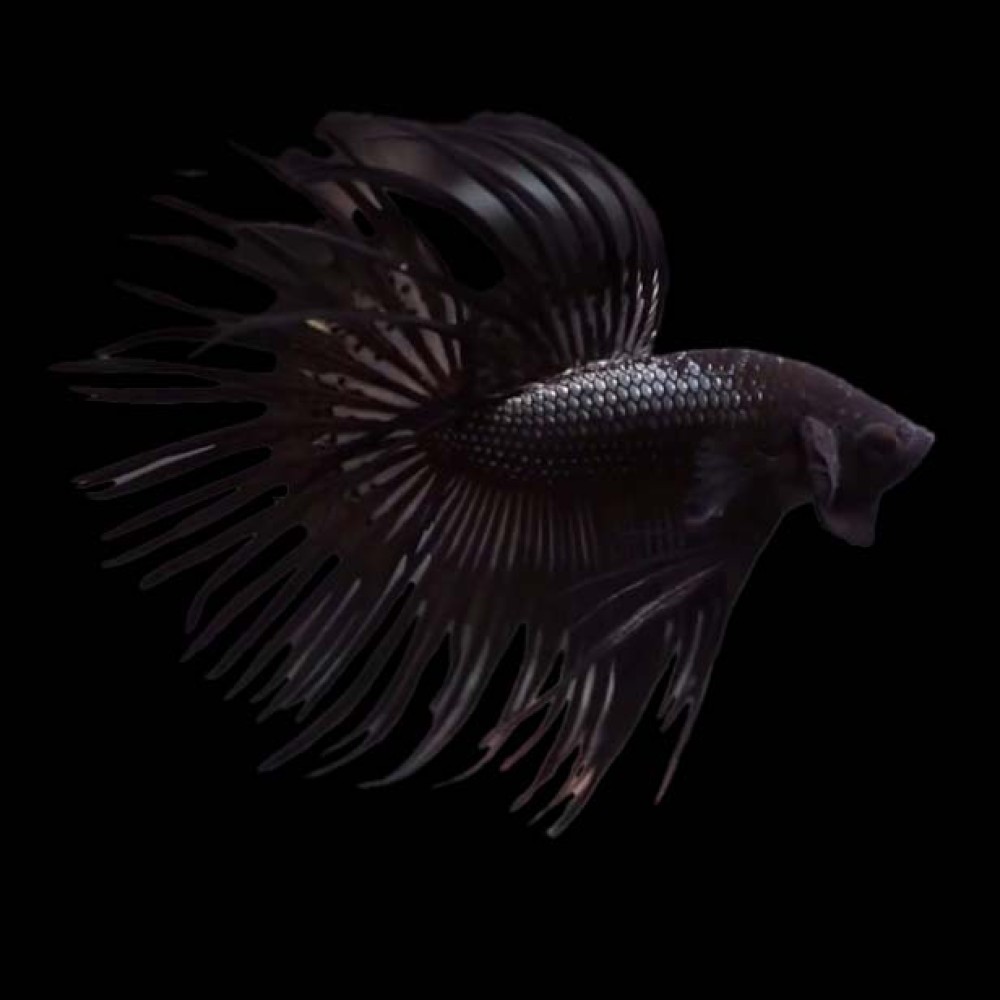 Black Orchid Crowntail Betta male