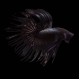 Black Orchid Crowntail Betta male