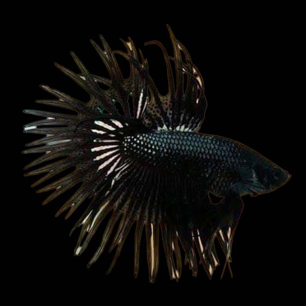 Black Orchid Crowntail Betta male