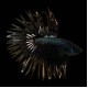 Black Orchid Crowntail Betta male