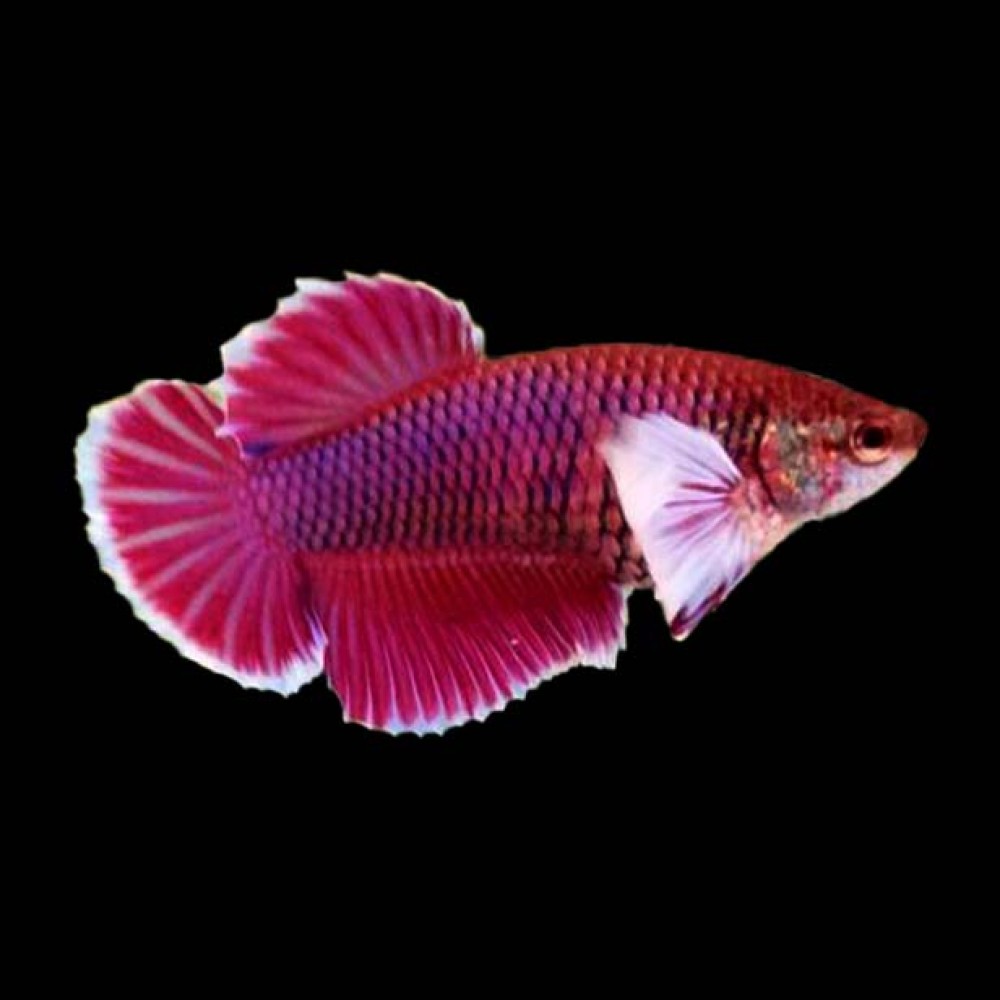 Dumbo Plakat Betta female