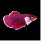 Dumbo Plakat Betta female